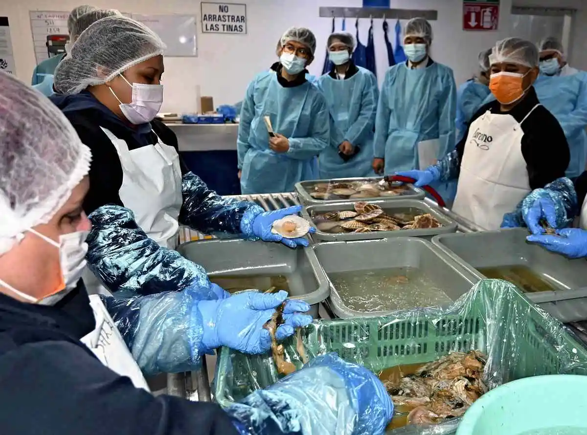 Japan Businesses Inspect Scallop Processing in Mexico; U.S. Market in Mind Amid China’s Import Ban on Seafood